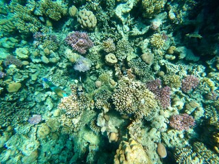 Schnorcheln in Ägypten