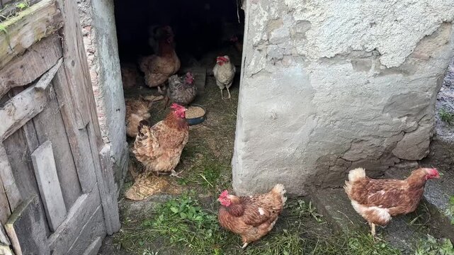 Pollaio con galline