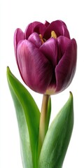 Single Plum Purple Tulip White Background