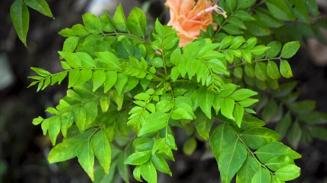 Shot of Curry tree leaves also commonly known as Kadi Patta or scientifically known as Murraya koenigii