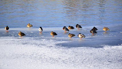 Landscape of the frozen Mures River and ducks on the ice. Winter, cold weather. 