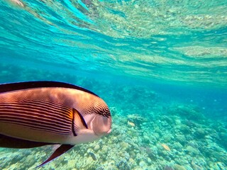 Schnorcheln in Ägypten