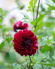 Autumn flowers of pompom dahlia 'Shadow Cat'. Deep rich burgundy dahlia 'Shadow Cat'.  © Kaja
