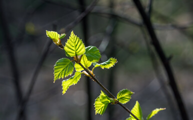 Young delicate leaves on a thin branch close-up.