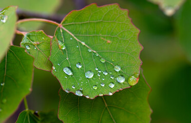 Drops after rain sparkle beautifully on the leaves like precious stones.