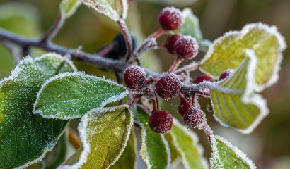 The frost covered the plants with white patterns. The first frosts.
