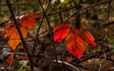 Obraz premium Autumn leaves glow beautifully in the sunlight.