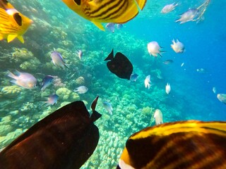 Schnorcheln in Ägypten