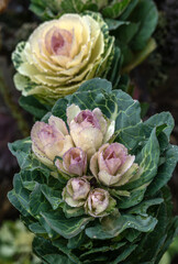 Beautiful ornamental cabbage blooms beautifully in the garden and in the vegetable garden.