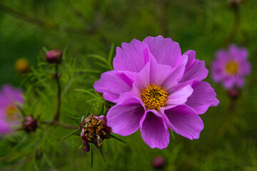 Obraz premium Beautiful bushes of flowering cosmos. They bloom until late autumn.