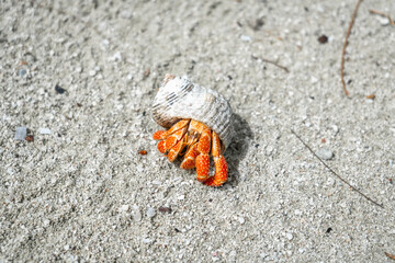 Hermit crab on a white sand beach in Maupiti, French Polynesia