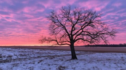 Silhouette of bare tree against vibrant sunset sky and snowy field - Powered by Adobe