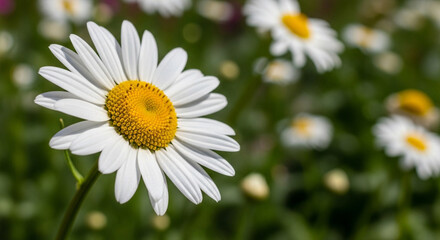 Fototapeta premium Stunning close up of a vibrant daisy flower with bright yellow center and white petals, perfect for spring projects