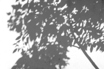 Natural arecaceae leaf shadows on white wall blurred background nature fresh wallpaper concept, for background design for text.