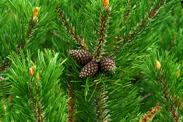 Close-up view of pine tree branches with young brown cones and vibrant green needles. Natural...