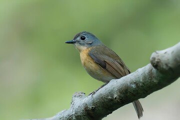 Obraz premium Pale-chinned Blue Flycatcher (Cyornis unicolor) perched on a branch in forest habitat, small blue songbird of tropical Asia, Bangladesh wildlife photography