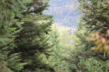 View through coniferous forest with autumn trees © Діма Осташук