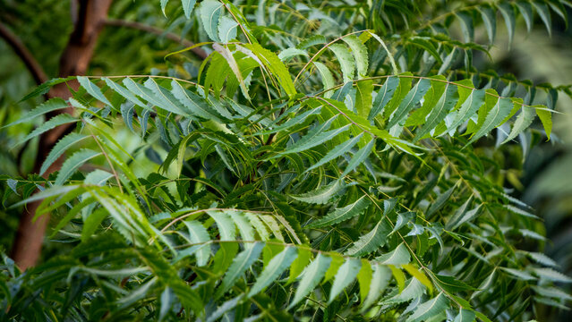 Neem tree leaves close-up