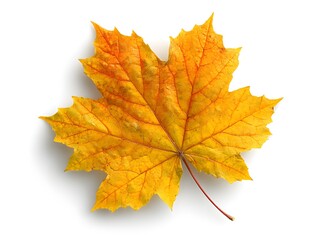 Fototapeta premium Autumn maple leaf in yellow isolated on white background – seasonal nature photography