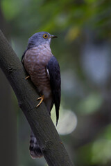Fototapeta premium Common Hawk-Cuckoo (Hierococcyx varius), also known as the Brainfever Bird, perched on a branch in forest habitat, tropical Asian bird, Bangladesh wildlife photography