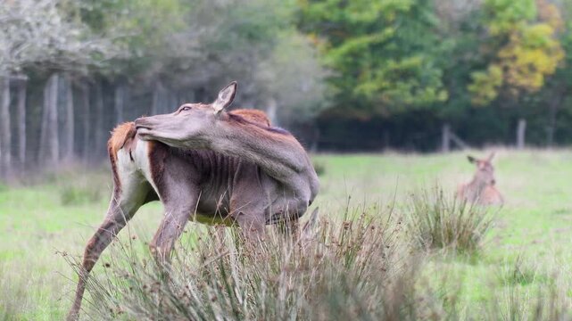 Red deer hind grooming in a plain with a brocket and a hind lying down in background in a park. Cervus elaphus, Juncus effusus, Sologne, Loiret 45, r&eacute;gion Centre, France, European Union, Europe