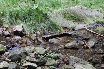 Mountain stream flowing through mossy rocks