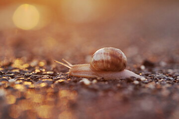 snail moving slowly across we asphalt at sunset