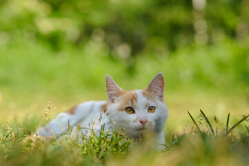 Close-up of a ginger and white cat sitting in green grass on a sunny summer day. Fluffy domestic cat with amber eyes relaxing outdoors in warm sunlight.