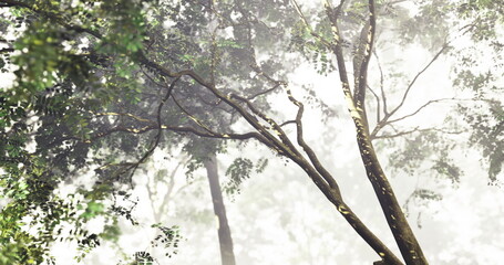Tall trees rise above a soft blanket of mist, creating a tranquil atmosphere in the forest. Leaves glisten as sunlight gently filters through the foliage, enhancing the serene setting.