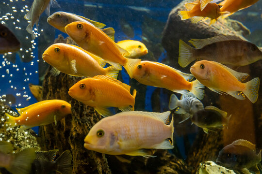 Aquarium with cichlids fish from lake malawi