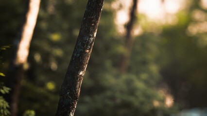 Soft sunlight filters through vibrant leaves, casting gentle shadows on a sturdy tree trunk. The forest is alive with lush greenery and soothing serenity, creating a perfect escape.