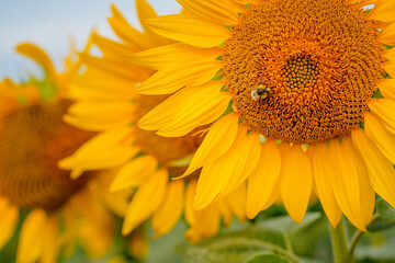 A bee on a sunflower in summer