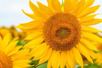 Obraz premium A field of sunflowers in summer