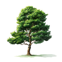 Fototapeta premium Lush Green Deciduous Tree with Detailed Bark and Leaf Canopy on Black Background leaves