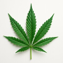 Cannabis Leaf: The close-up captures the detailed texture and vibrant green of a cannabis leaf, isolated against a clean backdrop, showcasing its natural form and intricate veins.