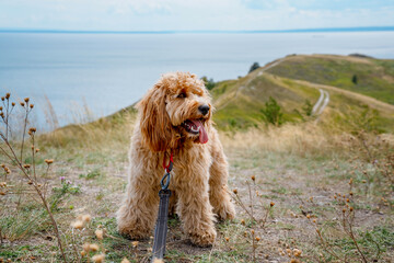 A curly brown goldendoodle dog or Cavapoo breed walks and travel outdoors in summer on green hills with trails