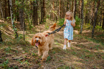 Little child girl holds the leash of Curly brown goldendoodle dog or Cavapoo breed walk outdoors in summer in the forest