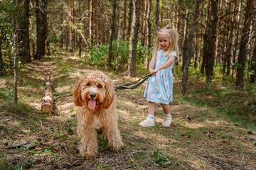 Little child girl holds the leash of Curly brown goldendoodle dog or Cavapoo breed walk outdoors in summer in the forest