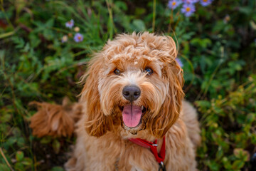 Cute close up of Curly brown goldendoodle dog or Cavapoo breed in a meadow with purple flowers in summer
