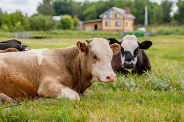 Cows graze in the meadow in summer