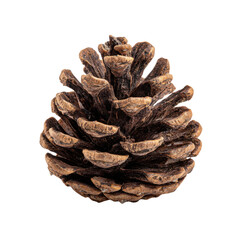 Detailed Close-up of a Dry Pine Cone on a Black Background tree nature