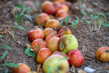 rotten apples in the background of green grass - Image