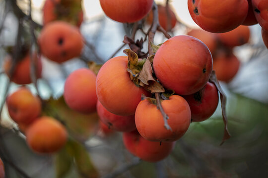 Japanese persimmon tree with ripe fruits