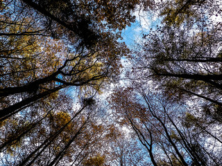 Fototapeta premium Forest, autumnal trees against blue sky nature background.