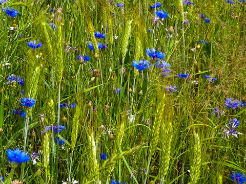 Close up of iris flowers as nature background.