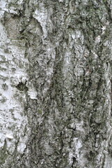 Fototapeta premium Detailed vertical close-up of rough, textured bark on a birch tree, showcasing white, gray, and green natural patterns and grunge.