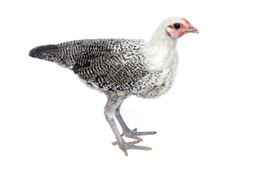 Arabian chicken or Gallusturcicus, 12-week-old laying hen on a white background