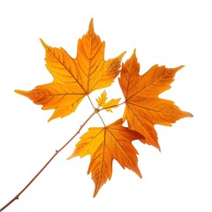 Fototapeta premium Realistic Autumn Foliage Branch Natural Texture
