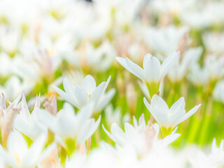 秋の公園や花壇を彩るタマスダレ（四季水仙）のある風景。自然風景素材。