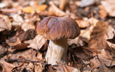 Close-up of a young boletus edulis growing out of the forest floor	